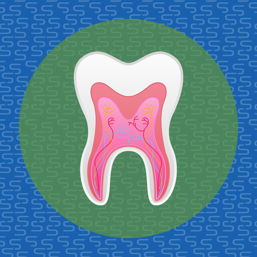 Tooth Anatomy